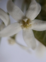 Vincetoxicum ascyrifolium