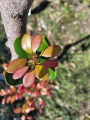 Cinnamomum reticulatum