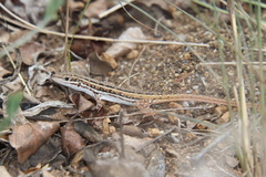 Meroles squamulosus
