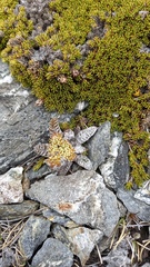 Anisotome lanuginosa