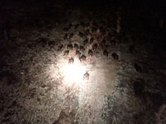 Hipposideros armiger