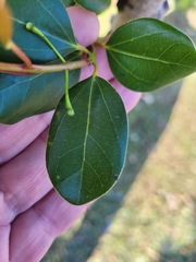 Cinnamomum reticulatum