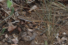 Meroles squamulosus