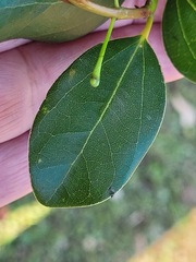 Cinnamomum reticulatum