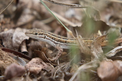 Meroles squamulosus