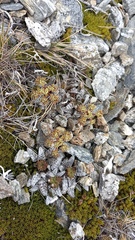 Anisotome lanuginosa
