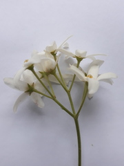 Vincetoxicum ascyrifolium