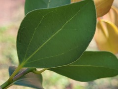 Cinnamomum reticulatum