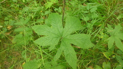 Filipendula palmata