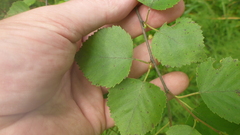 Betula platyphylla