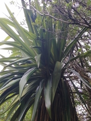 Cordyline indivisa