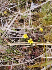 Euphrasia cockayneana