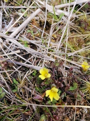 Euphrasia cockayneana