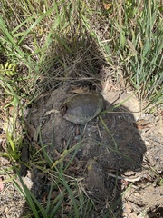 Chelodina