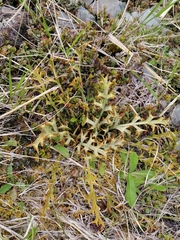 Aciphylla hookeri