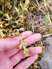 Aciphylla hookeri