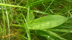 Allium microdictyon