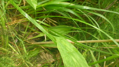 Allium microdictyon