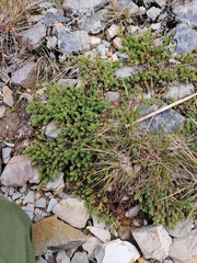 Kelleria dieffenbachii