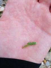 Kelleria dieffenbachii