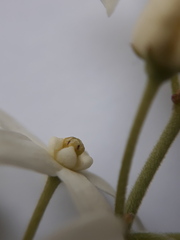 Vincetoxicum ascyrifolium