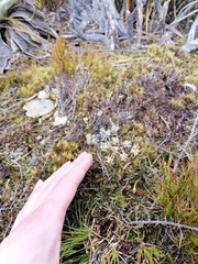 Anisotome aromatica