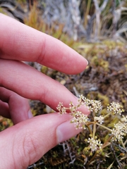 Anisotome aromatica