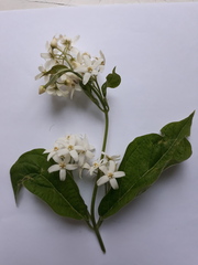 Vincetoxicum ascyrifolium