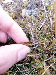 Anisotome aromatica