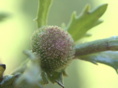 Centipeda aotearoana