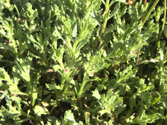 Centipeda aotearoana