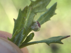 Centipeda aotearoana