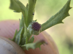 Centipeda aotearoana