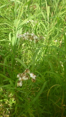 Achillea impatiens