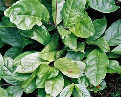 Salacia pynaertii