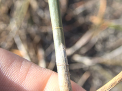 Eleocharis sphacelata