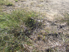 Eleocharis sphacelata