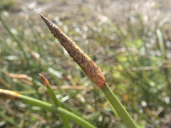 Eleocharis sphacelata