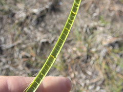 Eleocharis sphacelata