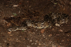 Bitis arietans arietans