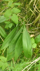 Allium microdictyon