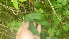 Allium microdictyon