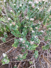 Pimelea villosa
