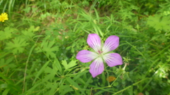 Geranium wlassovianum