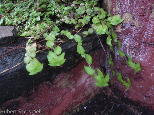 Callisia repens