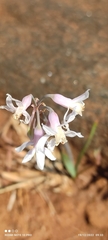Amaryllidaceae