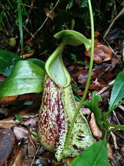 Nepenthes rafflesiana