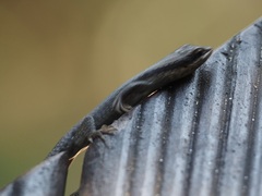Trachylepis
