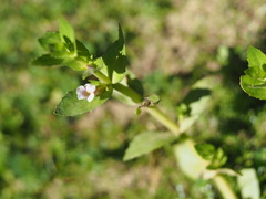Gratiola peruviana