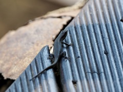 Trachylepis